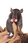 fancy rat on tree root