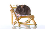 fancy rat on deckchair