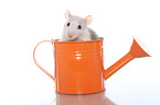 fancy rat in watering can