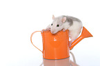 fancy rat in watering can