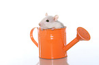 fancy rat in watering can