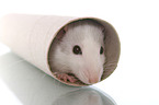 fancy rat in cardboard roll