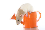 fancy rat in watering can