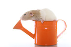 fancy rat in watering can