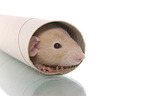 fancy rat in cardboard roll