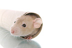 fancy rat in cardboard roll