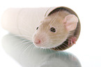 fancy rat in cardboard roll