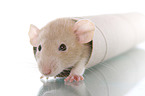 fancy rat in cardboard roll