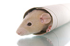 fancy rat in cardboard roll