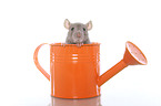 fancy rat in watering can