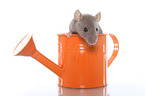 fancy rat in watering can