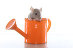 fancy rat in watering can