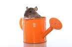 fancy rat in watering can