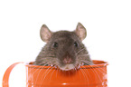 fancy rat in watering can