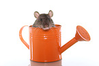 fancy rat in watering can