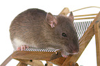 fancy rat on deckchair