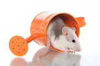 fancy rat in watering can