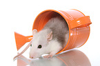 fancy rat in watering can