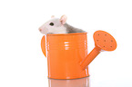 fancy rat in watering can