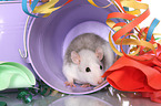 fancy rat sits in bucket