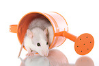 fancy rat in watering can