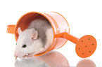 fancy rat in watering can