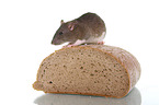 fancy rat sits on bread