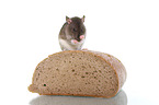 fancy rat sits on bread