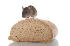 fancy rat sits on bread