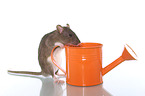 fancy rat and watering can