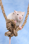 climbing fancy rat