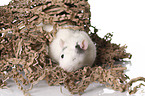 fancy rat at white background