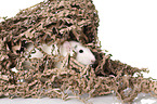 fancy rat at white background