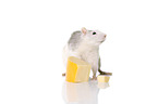 fancy rat wiht cheese