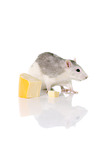 fancy rat wiht cheese