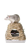 fancy rat at white background