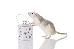 fancy rat at white background