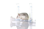 laboratory rat