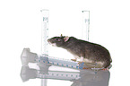 laboratory rat