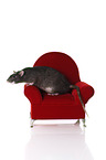 fancy rat at white background