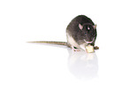 fancy rat wiht cheese