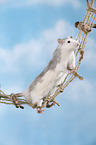 climbing fancy rat