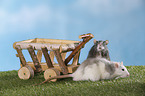 rats with wooden wagon