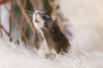 fancy rat at sheepskin