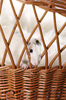 fancy rat at sheepskin