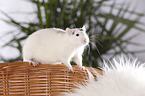 fancy rat at sheepskin