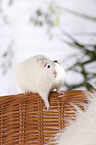 fancy rat at sheepskin