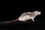 fancy rat at black background