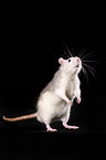 fancy rat at black background