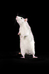 fancy rat at black background